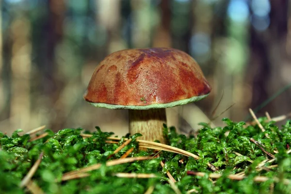 Xerocomus badius de cogumelos — Fotografia de Stock