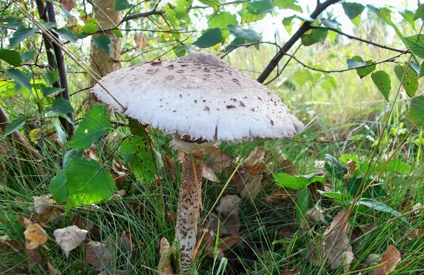 Tre funghi ombrellone — Foto Stock