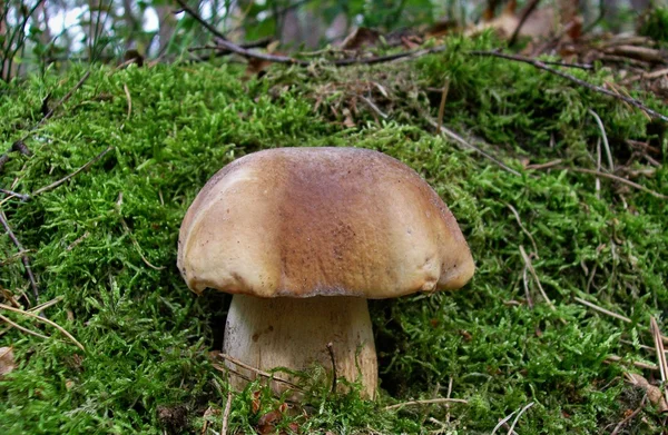 Fungo boletus — Foto Stock