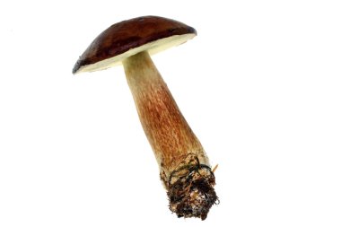 bay bolete