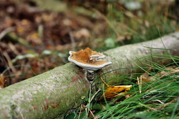 Mushroom rough — Stock Photo, Image
