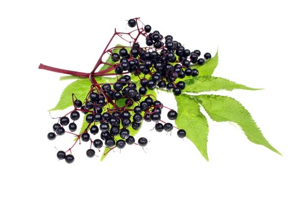 Elderberries — Stock Photo, Image