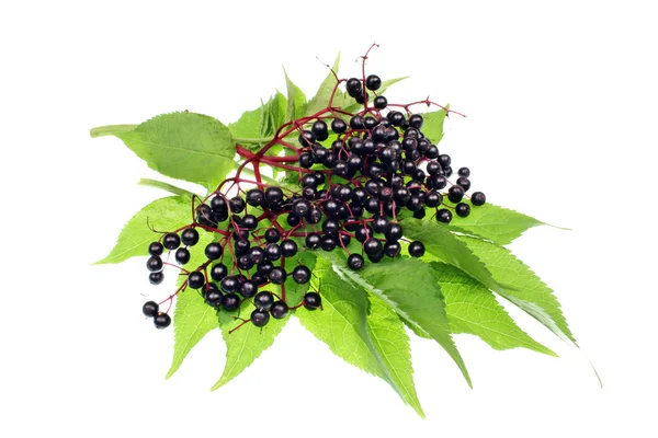 Elderberry fruits — Stock Photo, Image