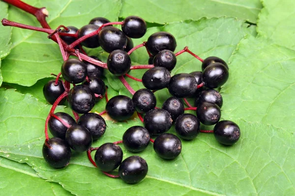 Elderberries — Stok Foto