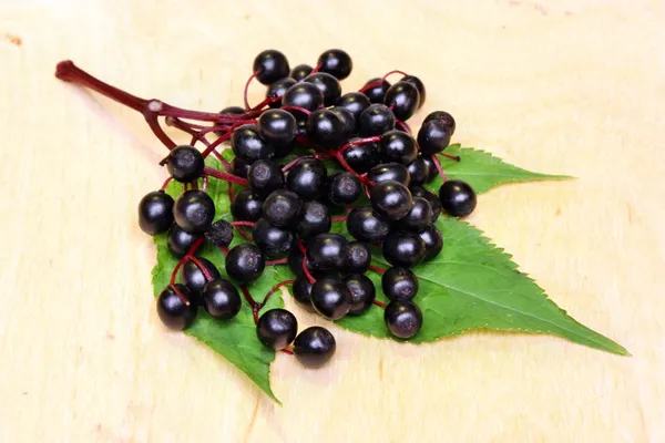 Frutos de sabugueiro terapêuticos — Fotografia de Stock