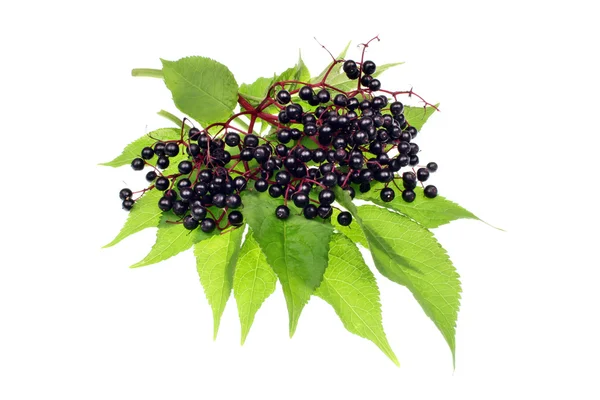 Elderberries — Stok Foto