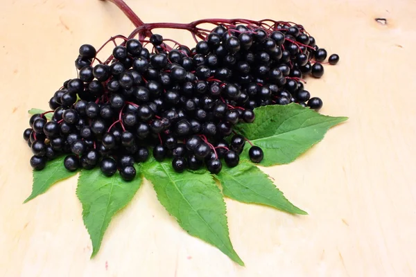 Therapeutic elderberry fruits — Stock Photo, Image