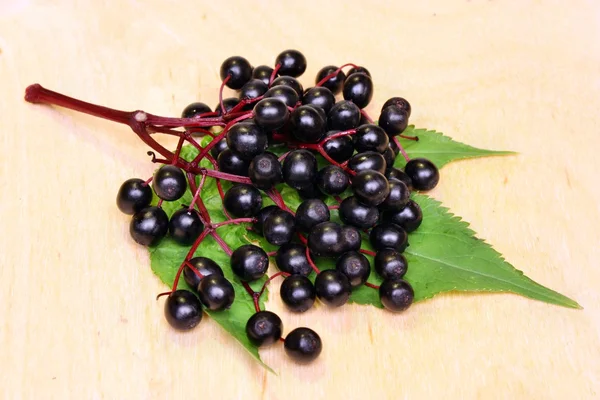 Fläder frukt — Stockfoto