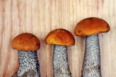 mantar leccinum versipelle