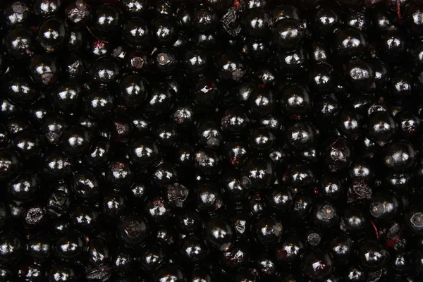 Elderberry background — Stock Photo, Image