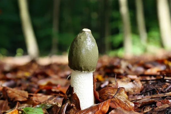 mantar penis impudicus