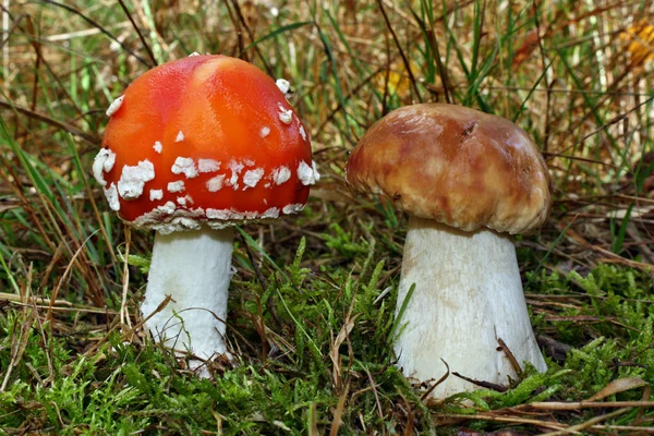 Setas y boletus tóxicos —  Fotos de Stock