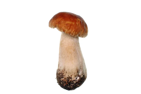 Fungo boletus edulis — Foto Stock