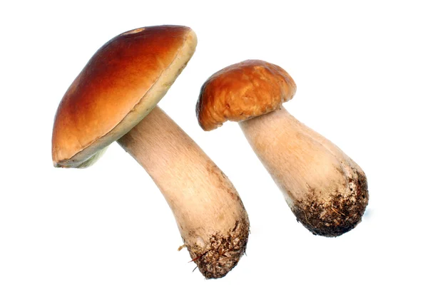 Two mushroom boletus — Stock Photo, Image
