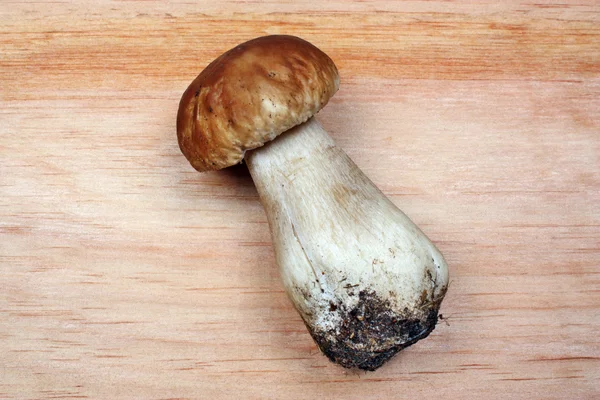 Steinpilz-Edulis — Stockfoto