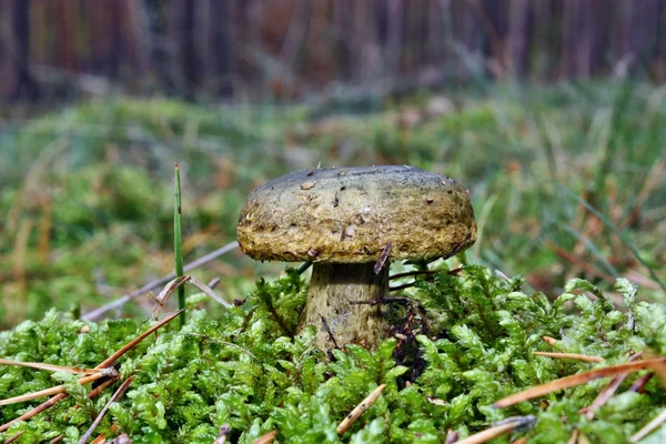 Mushroom lactarius turpis — Stockfoto