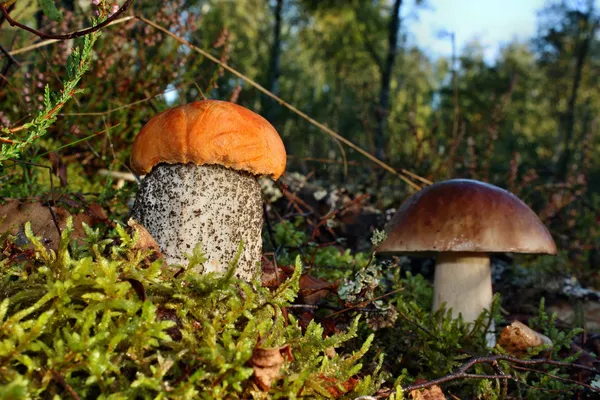 蘑菇远东 versipelle 和牛肝菌蓝靛果 — 图库照片