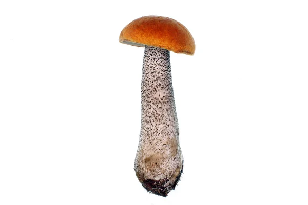 Mushroom Leccinum versipelle — Stock Photo, Image