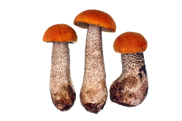 Mantar leccinum versipelle — Stok fotoğraf