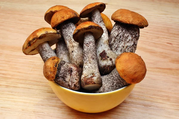 Setas leccinum versipelle —  Fotos de Stock