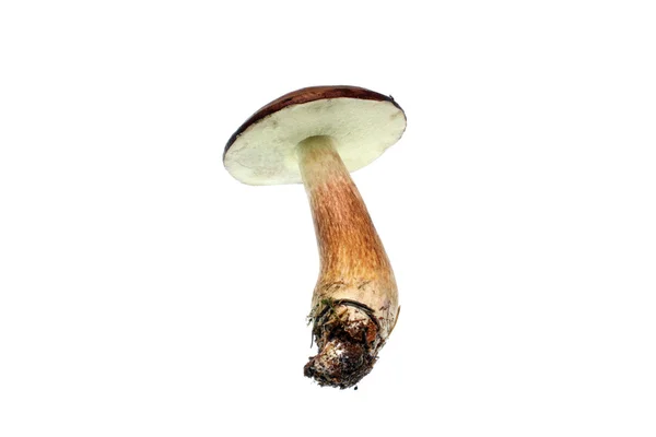 Mushroom brown — Stock Photo, Image