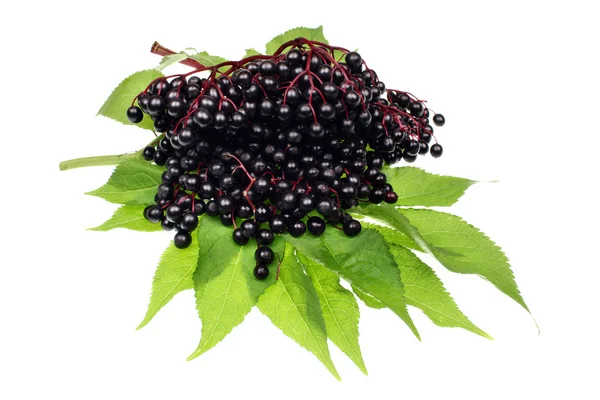 Owoce czarnego bzu — Zdjęcie stockowe