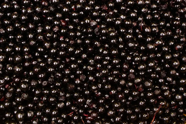 Elderberry background — Stock Photo, Image