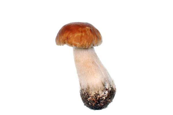 Mushroom boletus — Stockfoto