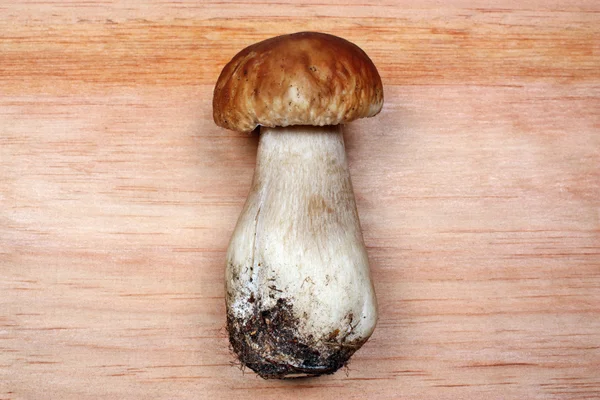 Boletus edulis — Photo