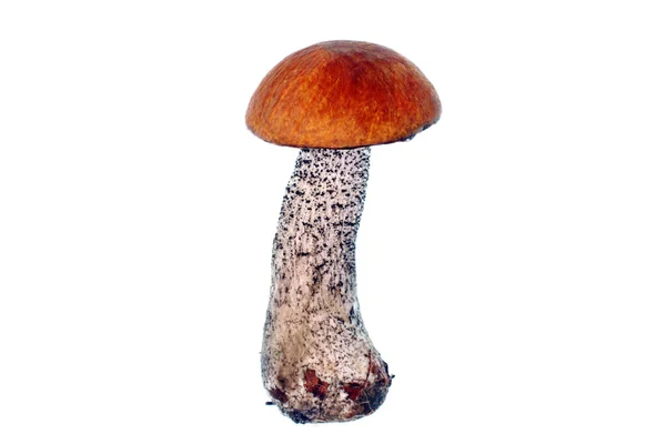 Mushroom Leccinum versipelle — Stock Photo, Image