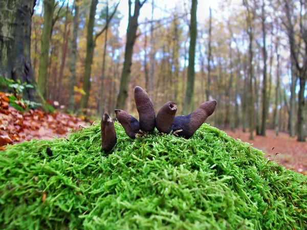 Гриби xylaria мінлива — стокове фото