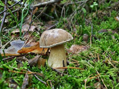 mantar tylopilus felleus