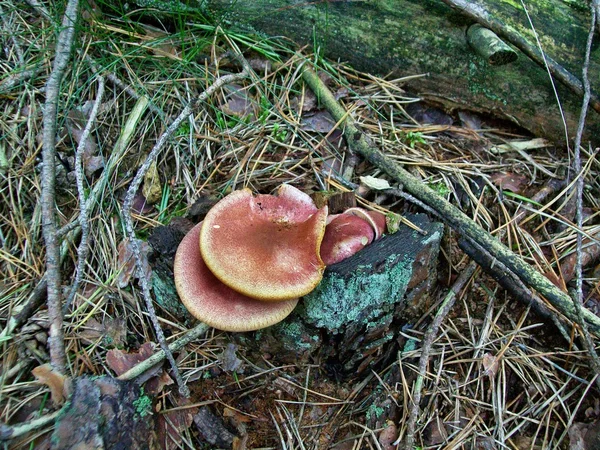 Champiñones rutilans — Foto de Stock