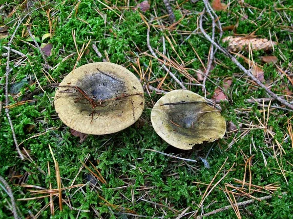 Mushroom lactarius turpis — Stock Photo, Image