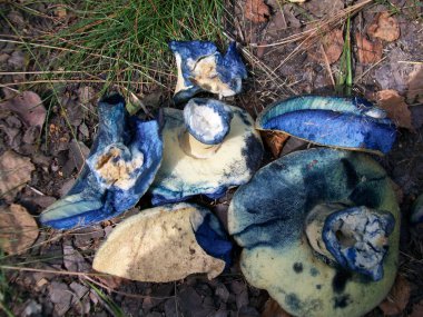 mantar gyroporus cyanescens
