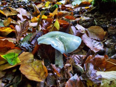 mantar stropharia