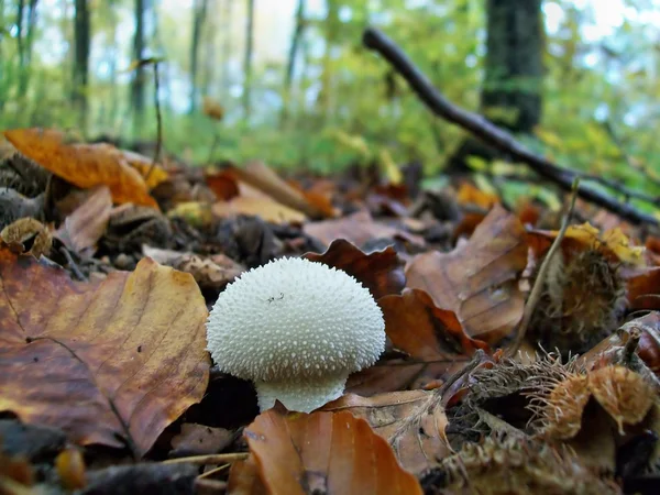 Lycoperdon perlatum mushroom — Stock Photo, Image