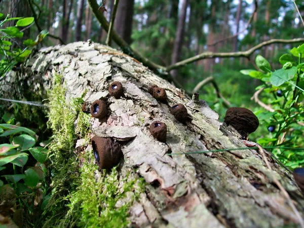 Exidia truncata mushroom — Stock Photo, Image