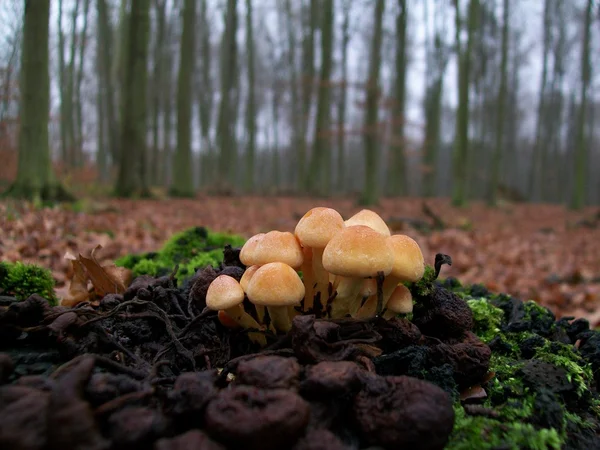 Hypholoma 蘑菇 — 图库照片