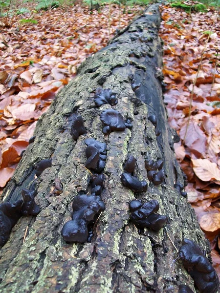 Exidia truncata mushroom — Stock Photo, Image