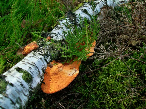 Апельсиновий гриб піінзопоровий барбарин — стокове фото