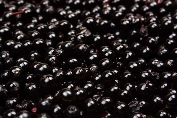 Elderberry background — Stock Photo, Image