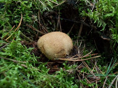 mantar Skleroderma citrinum