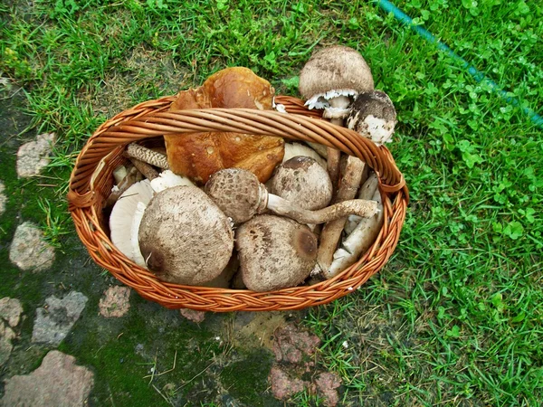 Mushrooms — Stock Photo, Image