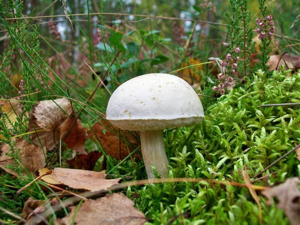 蘑菇 leccinum holopus — 图库照片