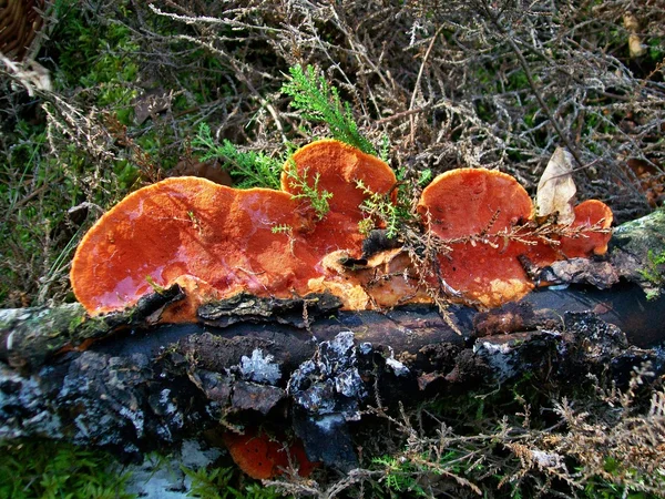 橙色的蘑菇 — 图库照片
