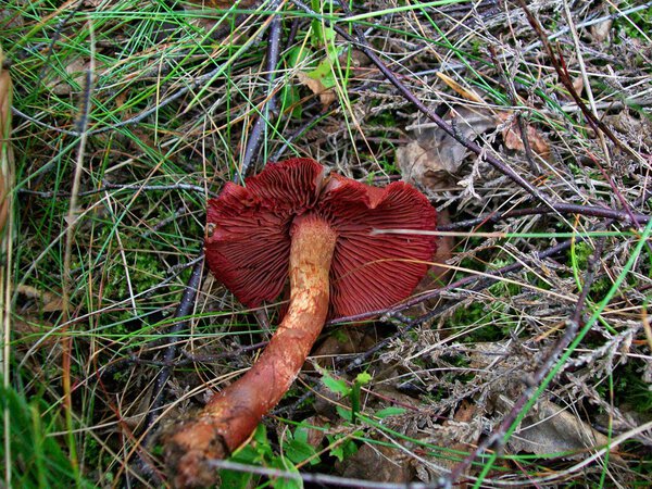 Mushroom cortinarius sanguineus