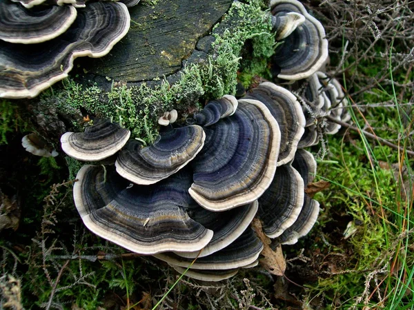 Cogumelo trametes versicolor — Fotografia de Stock