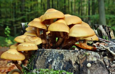 mantar kuehneromyces mutabilis