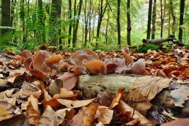 ピンク髪、夏の公園でモダンな外観を持つ少女。幸せな若い女屋外